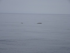 Ziphius cavirostris