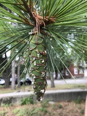 Pinus strobus