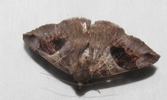 Bastilla