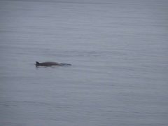 Ziphius cavirostris