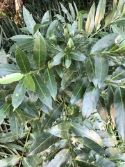 Kraussia floribunda