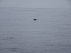 Ziphius cavirostris