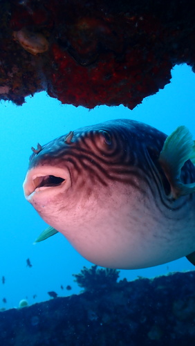Reticulated Puffer — seen at this dive site
