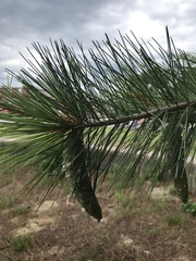 Pinus strobus