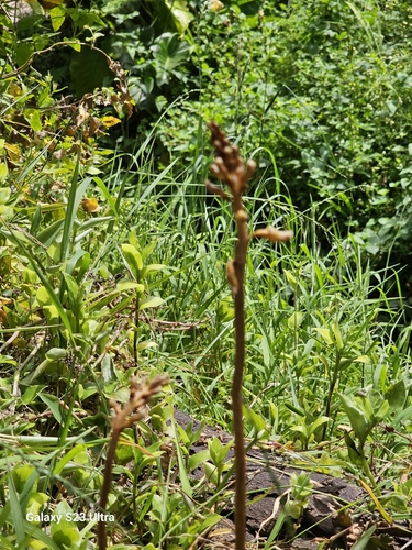 Image of Gastrodia procera by (c) ianrainbow, some rights reserved (CC BY)