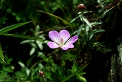Geranium hayatanum