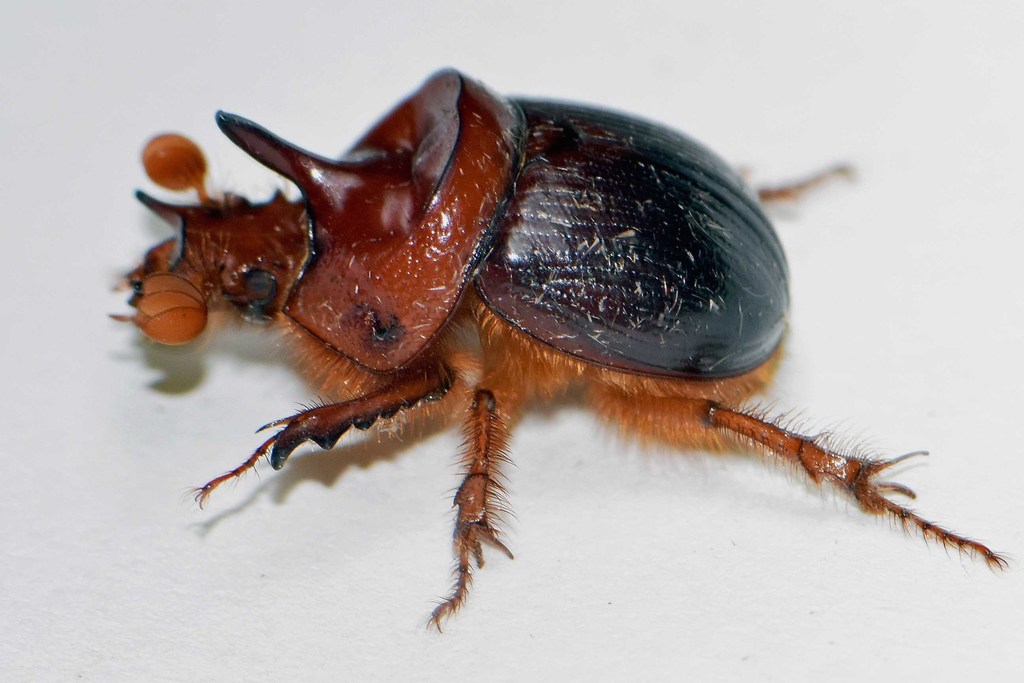 Scarabaeiform Beetles