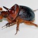 Scarabaeiform Beetles - Photo (c) Cheryl Macaulay, some rights reserved (CC BY-NC), uploaded by Cheryl Macaulay