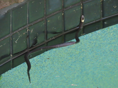 White-crowned Snake sighting