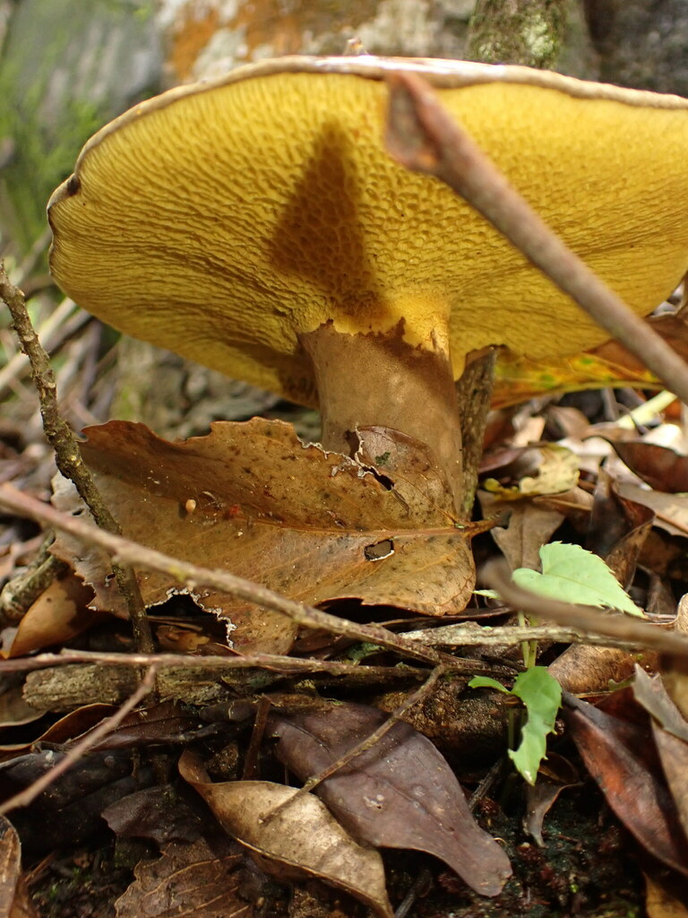 Boletinellus rompelii · November 2024 · photo: © agujaceratops (iNaturalist, cc0)