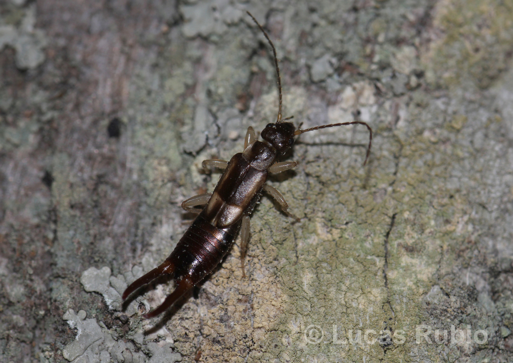 Vostox recurrens