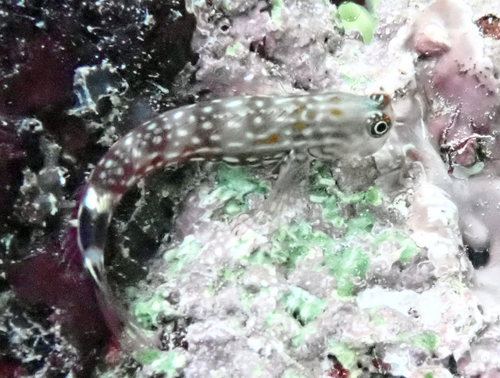 Oneye coralblenny (Ecsenius monoculus) — Blenniidae — 4