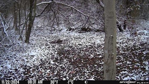 Eastern Gray Squirrel photographed in West Virginia