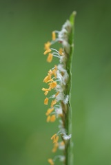 Stenotaphrum dimidiatum