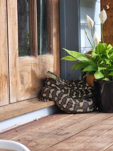 Coastal Carpet Python sighting