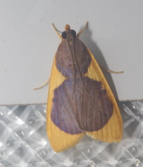 Prooedema inscisalis