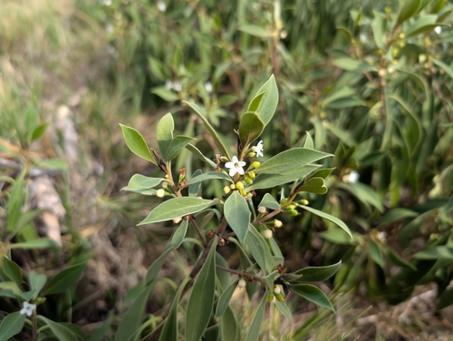 Image of Myoporum sandwicense by (c) Damien Wallace, some rights reserved (CC BY)