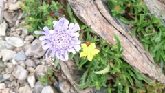 Scabiosa lacerifolia