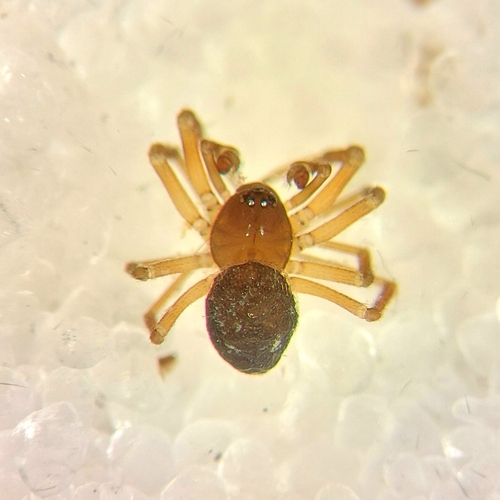Boreal Comb-wristed Money Spider