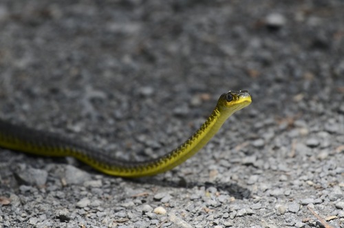 Common Tree Snake sighting
