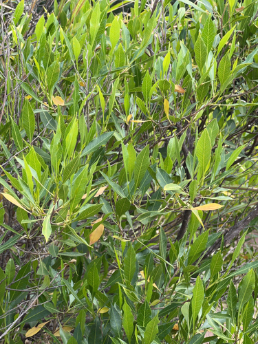Dodonaea viscosa observed 2024-11-22