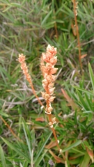 Aletris formosana