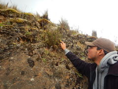 Epidendrum tenuicaule