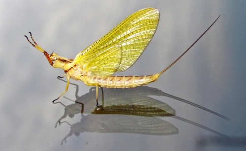 Giant Mayfly photo 3
