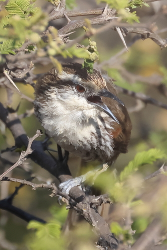 Great Spinetail (Synallaxis hypochondriaca), photo 2