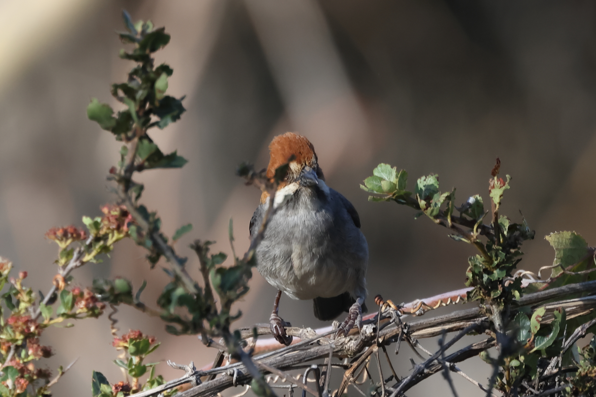 Rufous-eared Brushfinch (Atlapetes rufigenis), photo 8