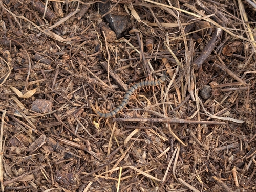 Red-headed Centipede photo 5