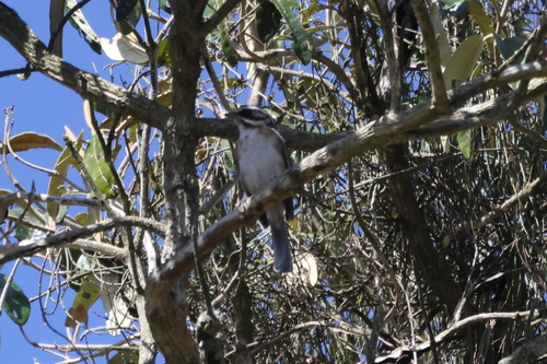 Plain-tailed Warbling Finch (Microspingus alticola), photo 3