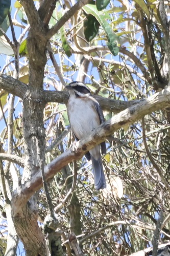 Plain-tailed Warbling Finch (Microspingus alticola), photo 2