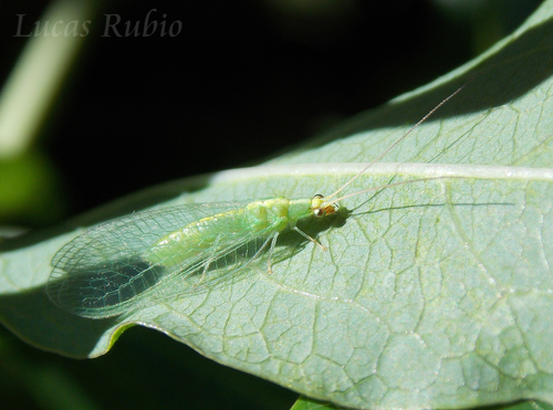 Common green lacewing