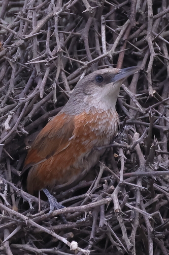 Chestnut-backed Thornbird (Phacellodomus dorsalis), photo 8