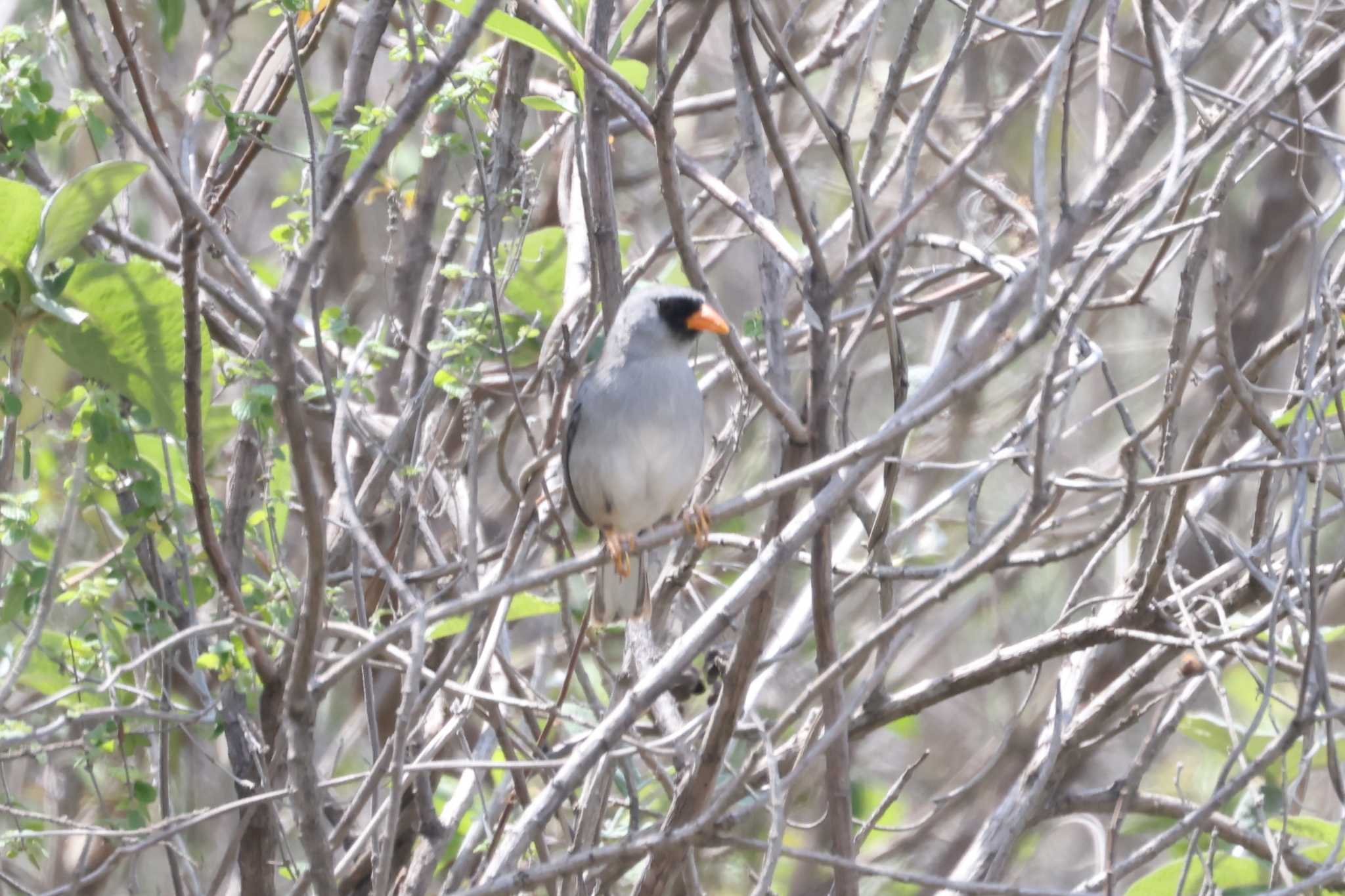 Grey-winged Inca Finch (Incaspiza ortizi), photo 7