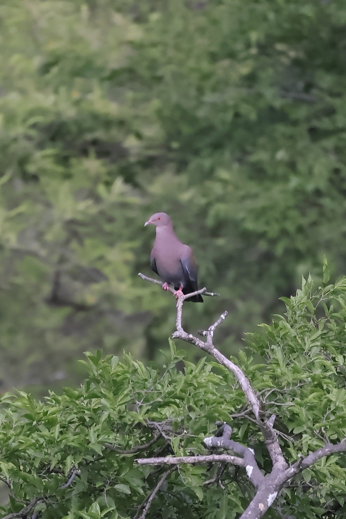 Maranon Pigeon (Patagioenas oenops), photo 4