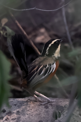 Maranon Crescentchest (Melanopareia maranonica), photo 6