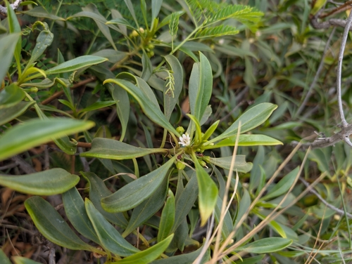 Image of Myoporum sandwicense by (c) Damien Wallace, some rights reserved (CC BY)