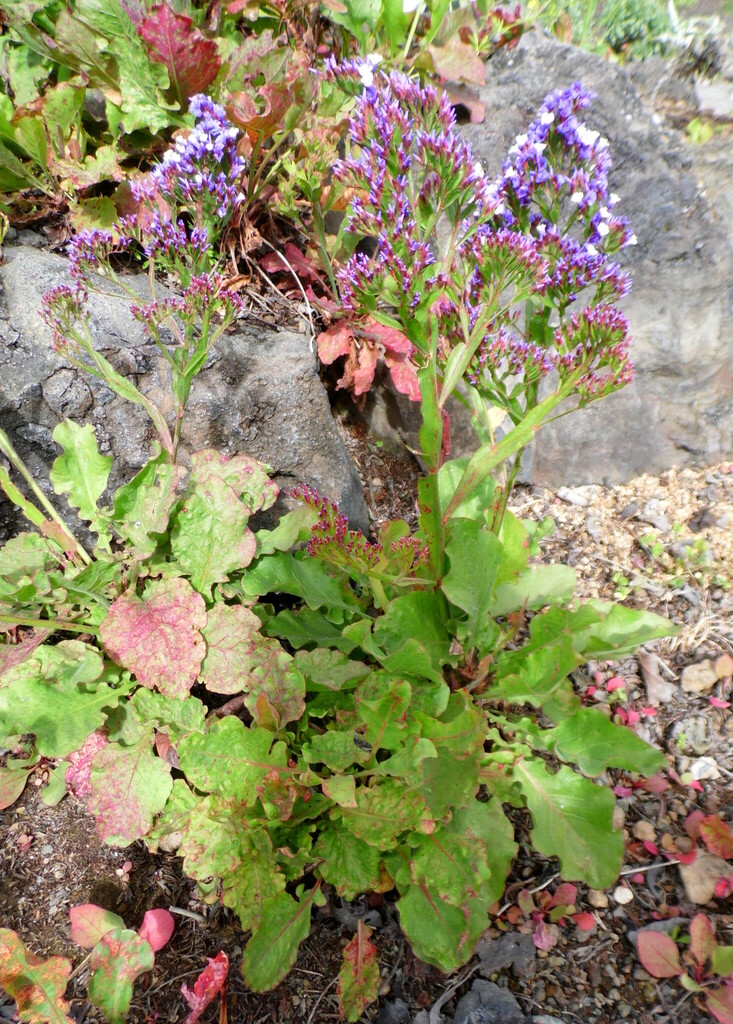 Limonium brassicifolium