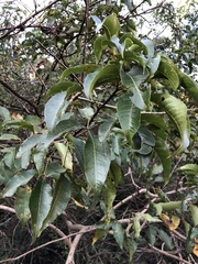 Searsia chirindensis