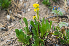 Solidago nana