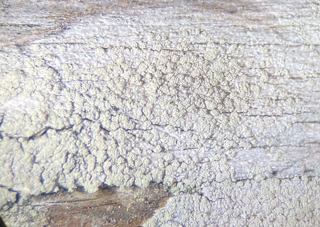 Ramboldia blochiana