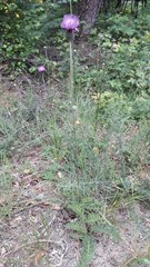 Cirsium filipendulum