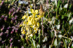 Draba aurea