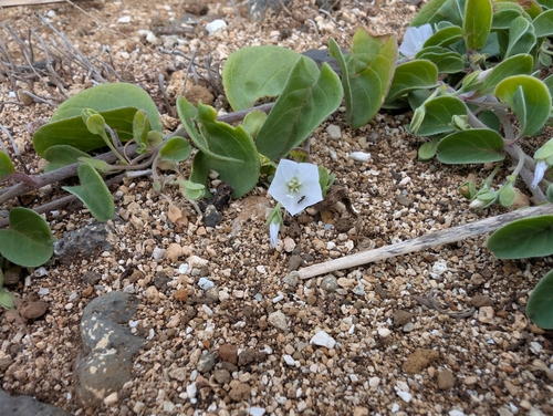 Image of Jacquemontia sandwicensis by (c) Damien Wallace, some rights reserved (CC BY)