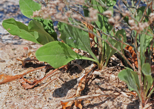 Trans-Pecos sea lavender (Limonium limbatum)