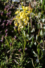 Draba aurea