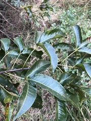 Searsia chirindensis