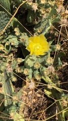 Opuntia anahuacensis